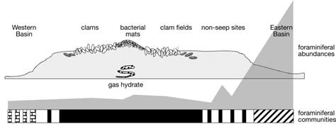 Schematic Summarization Of Foraminiferal Assemblages At The Southern