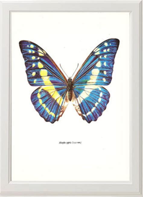 Butterfly Print Art Original 1965 Book Plate 38 Beautiful Etsy