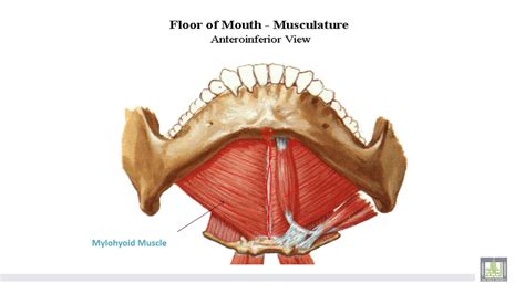 Floor Of Mouth Muscles Anatomy Review Home Co