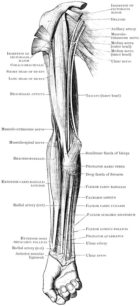 In these diagrams, the brachioradialis muscle is indicated. Front View of Arm Muscles | ClipArt ETC