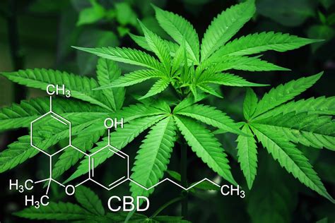 what exactly is cbd and what does it do cbd livity