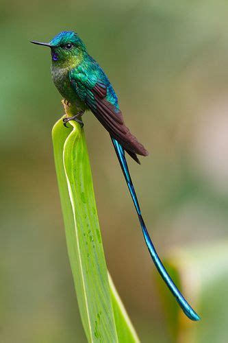 Long Tailed Sylph With Images Birds Beautiful Birds