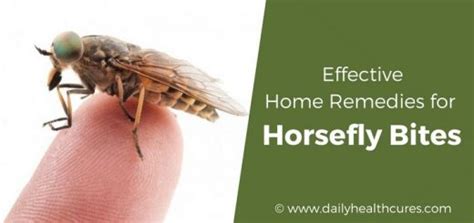 How To Treat Horsefly Bites Naturally Horsefly Bite Home Remedies