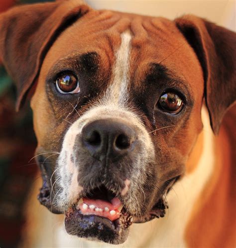 Boxer Dog Breed Information Center A Complete Guide
