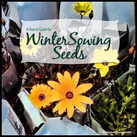 Winter Sowing Seeds A How To Guide