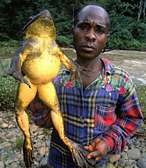 The Goliath Frog Can Grow Up To 13 Inches 33 Cm In Length From Snout