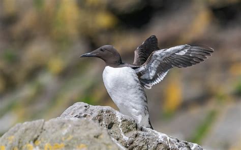 Common Guillemot Lunga Treshnish Isles Scotland Tony Tickspics