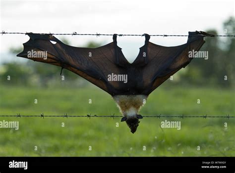 Spectacled Flying Fox Pteropus Conspicillatus Killed In Barbed Wired
