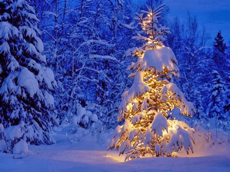 Here is a funny story about christmas trees. House Envy* The Beach House: O Christmas Tree