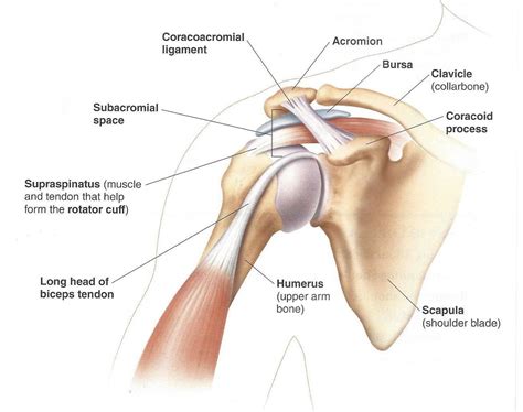 Created and produced by qa international. Diagram Of Shoulder Tendons . Diagram Of Shoulder Tendons Learning About Shoulder Injuries Surf ...