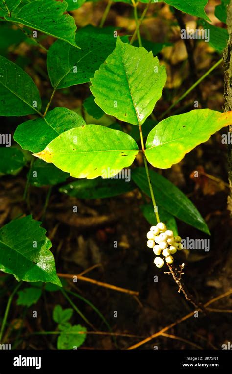 La hiedra plantas que crecen en los bosques planta venenosa común en