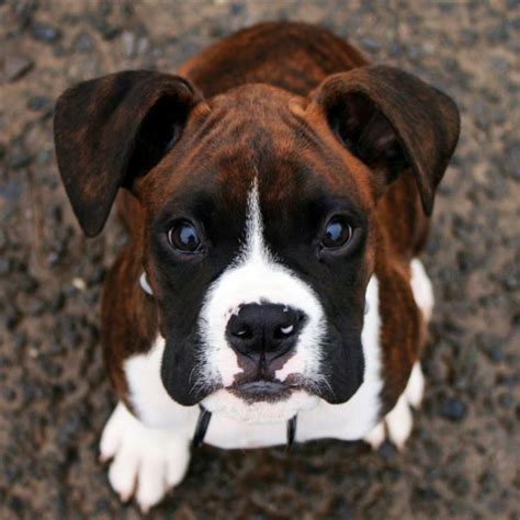 10 Best Boxer Dog Names