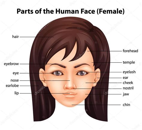 Find over 100+ of the best free man face images. Human face — Stock Vector © blueringmedia #17819101
