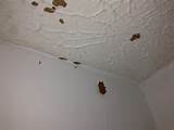 Will Termites Eat Sheetrock Pictures