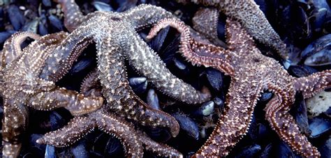 The Unexpected Winners From Sea Star Wasting Disease Hakai Magazine