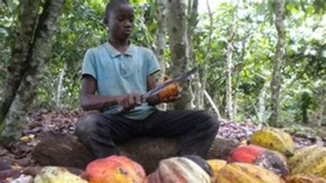 Ivory Coast Cocoa Farms Child Labour Little Change Bbc News