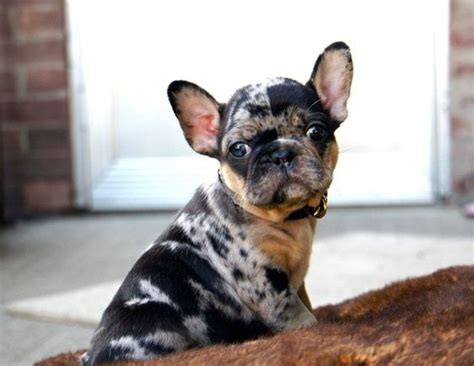 Among the brindle colored french bull dogs there are also two rare colors. Dapple French Bulldog- "COMPETE" Merle Frenchie guide - My ...