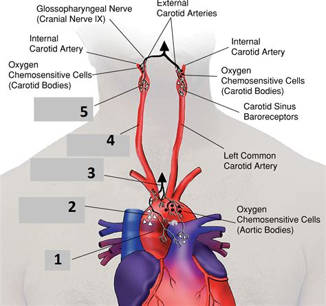 Carotid artery disease is a disease in which a waxy substance called plaque builds up inside the carotid arteries. Ch 9: Control of Ventilation at York University - StudyBlue