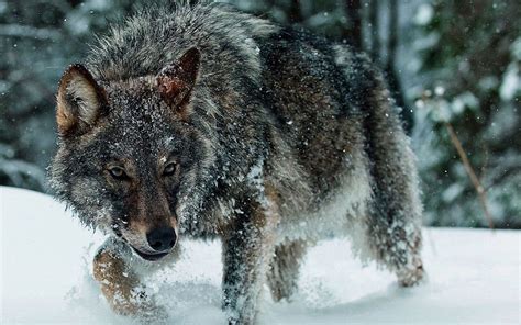 Wolf In Snow Hd Wallpaper