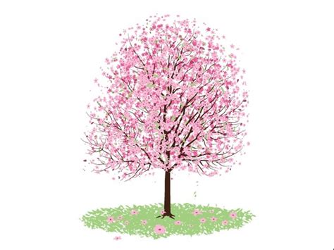 Pink Cherry Blossom Tree Free Vector In Encapsulated Postscript Eps