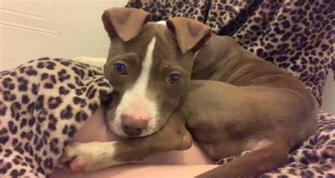 Staffordshire Bull Terrier Female Puppy For Sale Ukpets