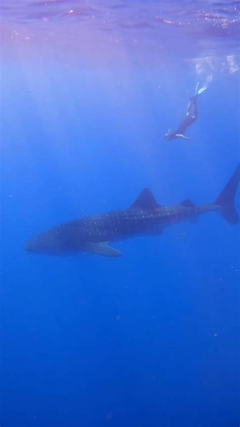 Incredible Whale Shark Encounter On The Great Barrier Reef Whale