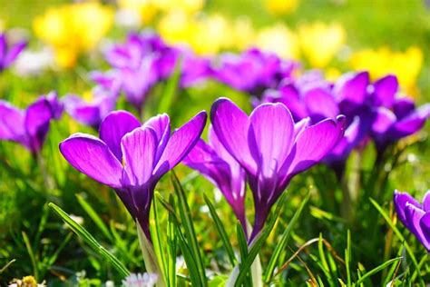 15 Popular Spring Flowers With Pictures Flower Glossary