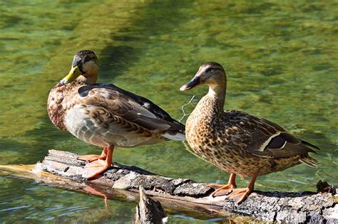 Types Of Ducks Duck Tribes And Families Bird Spot