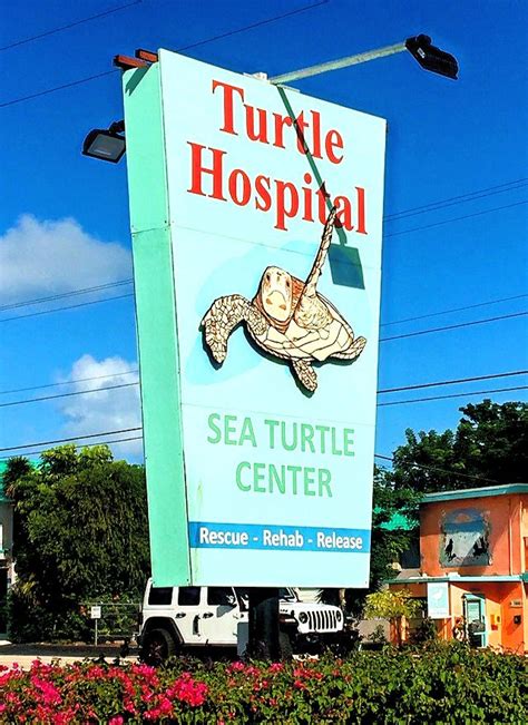 Caring For Sea Turtles At The Turtle Hospital In Marathon Florida