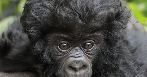 A Cheeky Baby Gorilla Shows Off His Luscious Locks While Sticking His