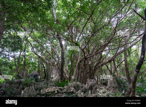 Rocks In Jungle Stock Photo Alamy