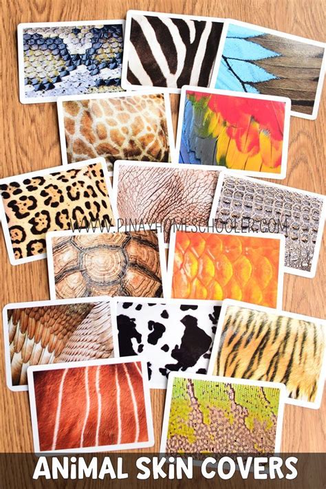 Animals Skin Covers Matching Cards | Preschool art activities, Baby
