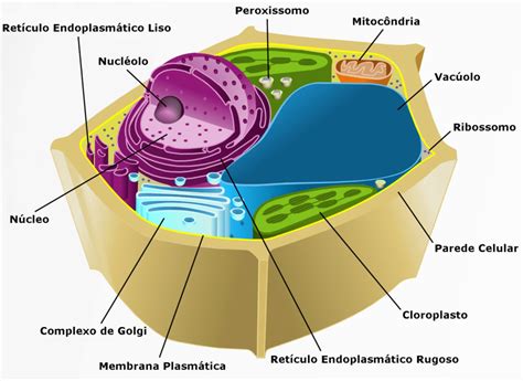 Citologia O Que é Funcão Organelas Tipos De Células