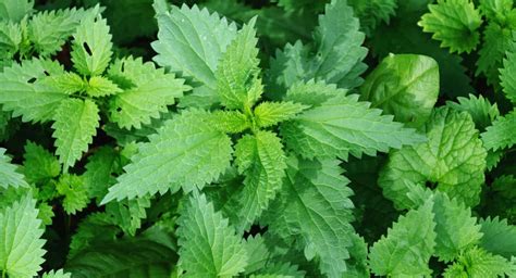 A New Leaf 5 Medicinal Plants With Beneficial Properties In Newsweekly