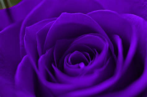 Descubra 100 Kuva Fleurs Roses Violettes Vn