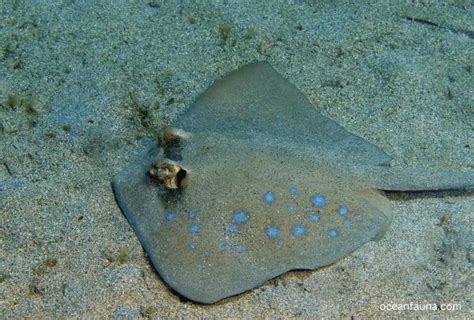 Skate Vs Stingray Differences And Similarities Explained Ocean Fauna
