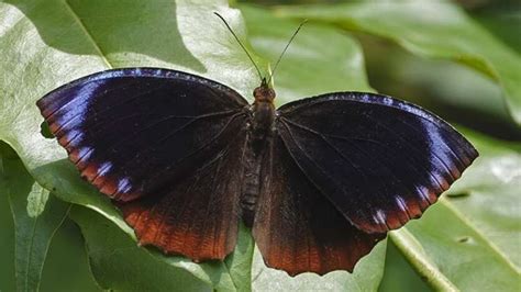 Asian Butterfly Populations Show Different Mimicry Patterns Thanks To