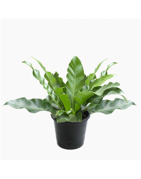 Asplenium Nidus Birds Nest Fern