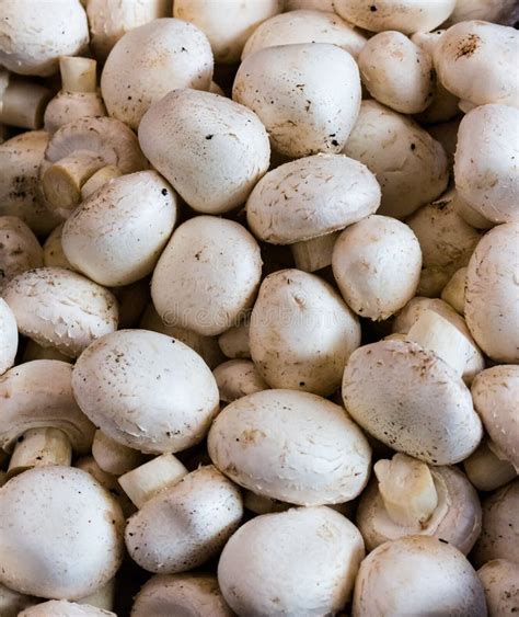 A Lot Of Fresh White Button Mushrooms 1 Stock Image Image Of Fibers