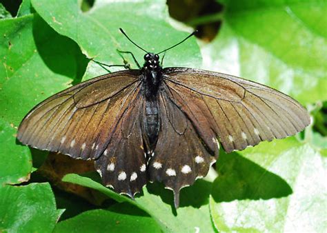 Pipevine plants like aristolochia gigantea, provide a spectacle in the garden with strange, amazing blooms. Pipevine Swallowtail on its host plant - Battus philenor ...