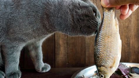 Why Do Cats Like Fish