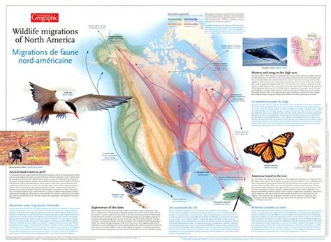 Wildlife Migrations Of North America You Are Here