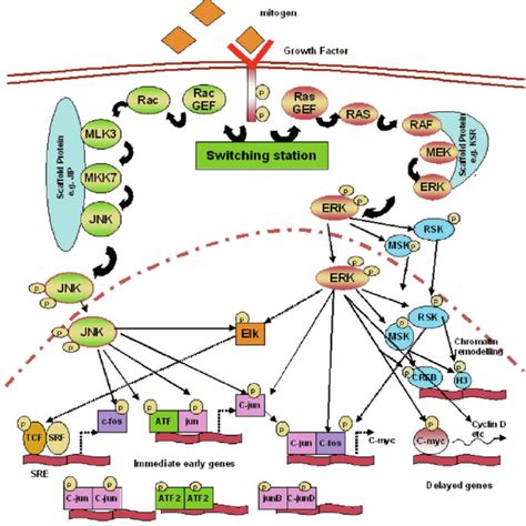 Mapk Signaling Pathway Mitogen Stimulation Pathway R D Systems My Xxx Hot Girl