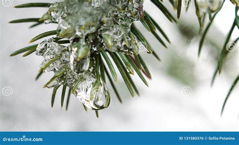 Spring Icicles Melting Ice Green Fir Branch In The Ice With Drop Of