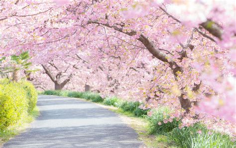 Kawazu Kirschblütenfest Travel Japan Japan National Tourism