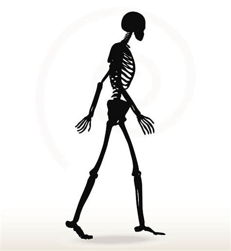 530 Human Skeleton Walking Stock Illustrations Royalty Free Vector