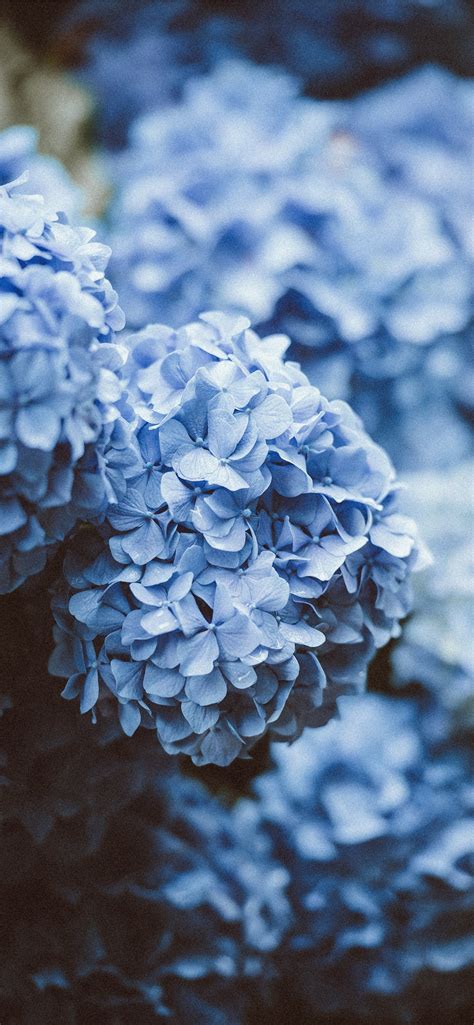 Light Blue Flower Wallpapers Wallpaper Cave