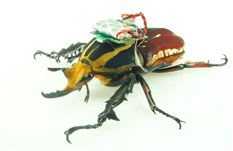 Cyborg Beetle Insect Computer Hybrid Controlled Through Nervous System
