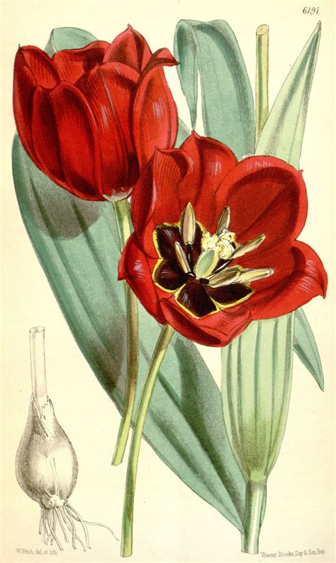Tulipa Eichleri Circa 1875 Botanical Illustration Botanical