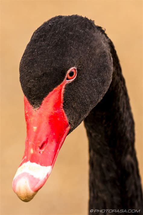 Black Swan Photorasa Free Hd Photos